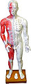 Free Shipping / Real Sized Acupuncture Human Body Model 178cm (5' 13