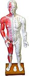Deluxe Acupuncture Human Body Model 84cm/34