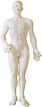 Acupuncture Human Body Model - Male 50cm