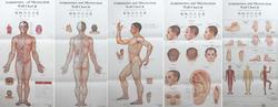 Acupuncture Points Charts (English-Chinese)