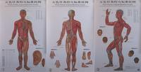 Five-Colour Standard Wall Chart of Meridians and Acupuncture Points