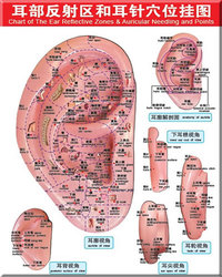 Chart of The Ear Reflective Zones & Auricular Needing and Points